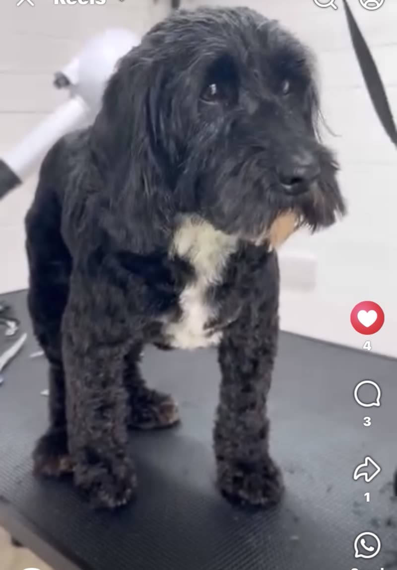 A black cockapoo standing on the grooming table in the white-tiled salon after a trim