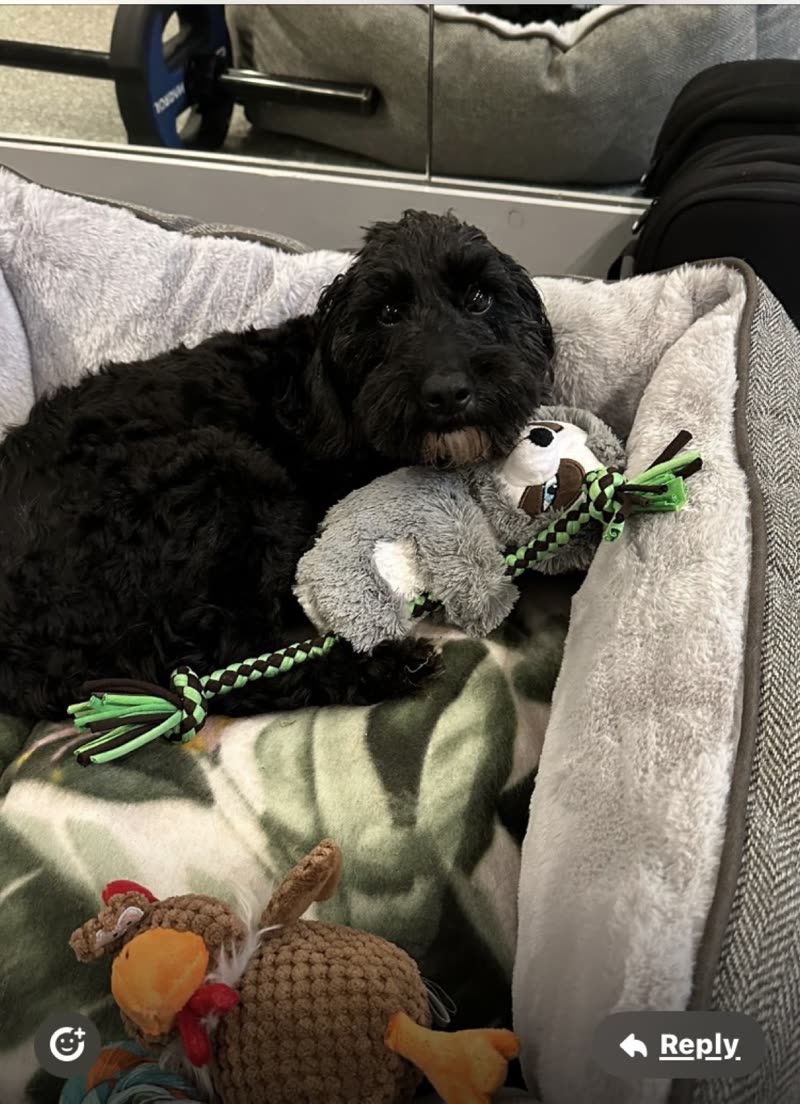 A black curly-coated dog resting in a grey bed with a fleece blanket and a plush sloth toy