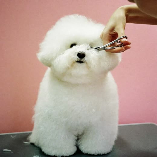 A bichon frise having its coat scissored on the table