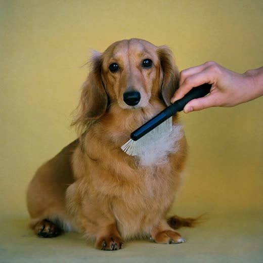 A dachshund being brushed out with a slicker brush